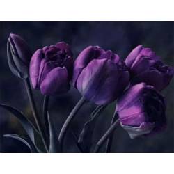 Темные тюльпаны 