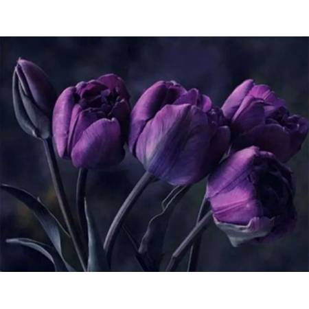 Темные тюльпаны 