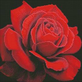 Червона троянда