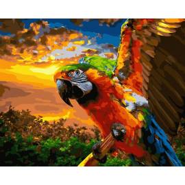 Красочный попугай на закате