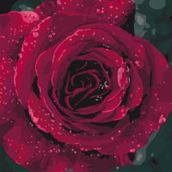 Роза с каплями росы 
