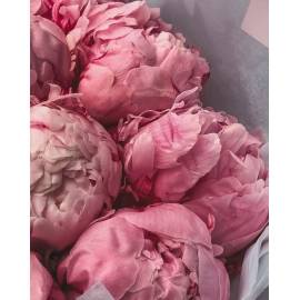 Розовые пионы