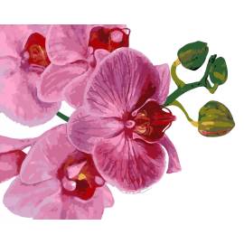 Рожева орхідея
