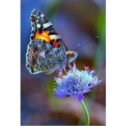 Яскравий метелик