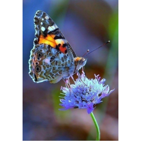 Яскравий метелик