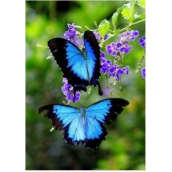 Две бабочки-парусник