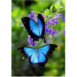 Дві метелики-вітрильник