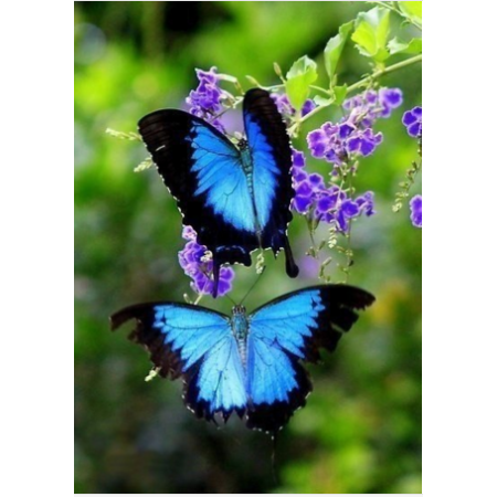 Две бабочки-парусник