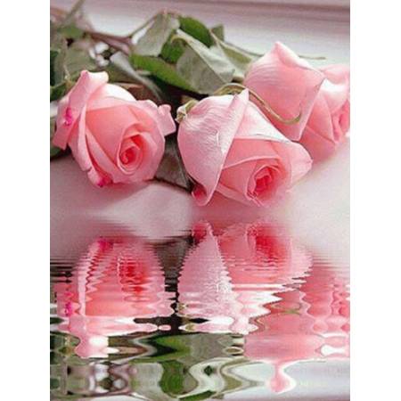 Отражение роз в воде