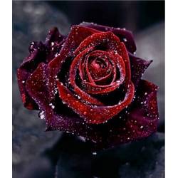 Оксамитова троянда