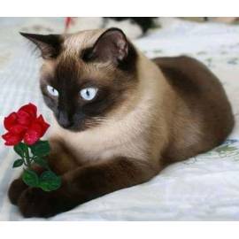Котик с цветком