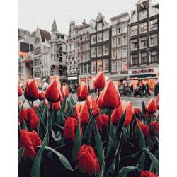 Тюльпаны Амстердама