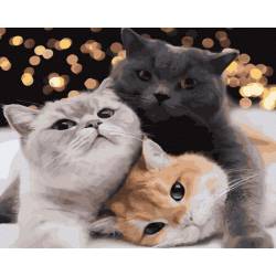 Три дивовижні коти