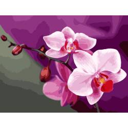 Нежные орхидеи