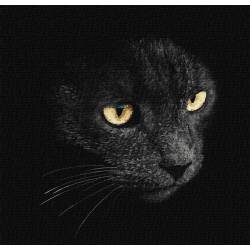 Погляд чорного кота
