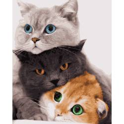 Три милих кота