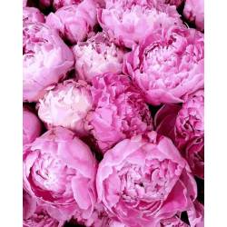 Прелесть розовых пионов 