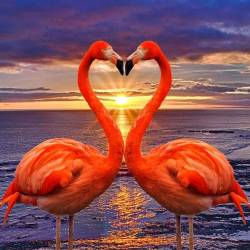 Кохання фламинго