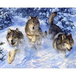 Зграя вовків у снігу 