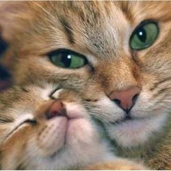 Мама кішка і кошеня