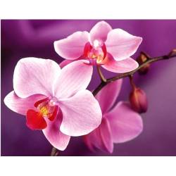 Нежность орхидеи 
